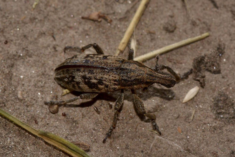 Curculionidae: Mecaspis alternans